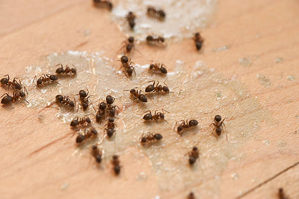 Best Pest Inspection Near Me  in Upper Grand Lagoon, FL